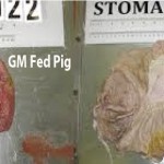 GMO Safety
