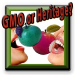 GMO or Heritage Apples
