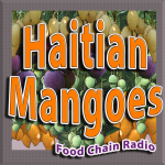 Haiti Mangoes