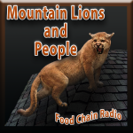 Mountain Lions Mountain Lions